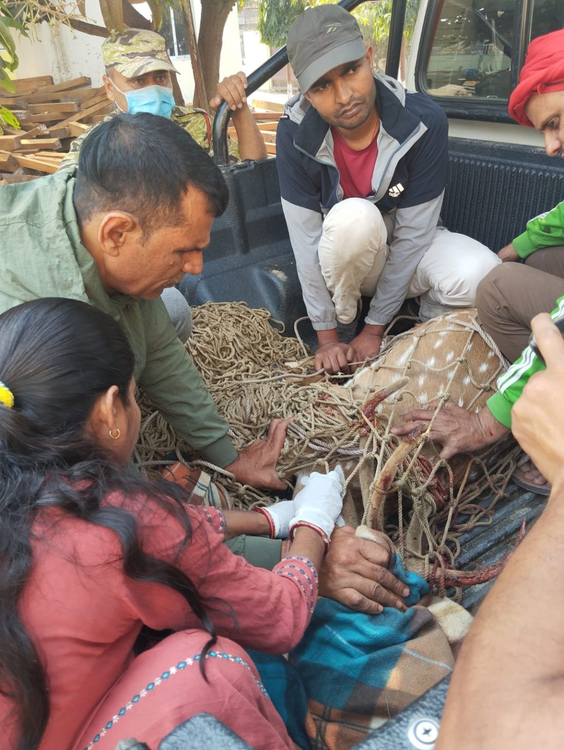  जनकपुरधामको बस्ती इलाकामा घाइते हरिण फेला, उद्धार गरियो