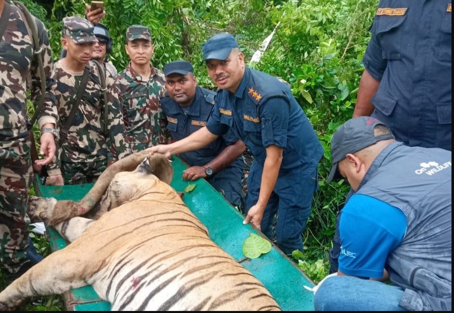 “बारामा तीन महिनामा चारको हत्या गरेको नरभक्षी बाघ नियन्त्रणमा”